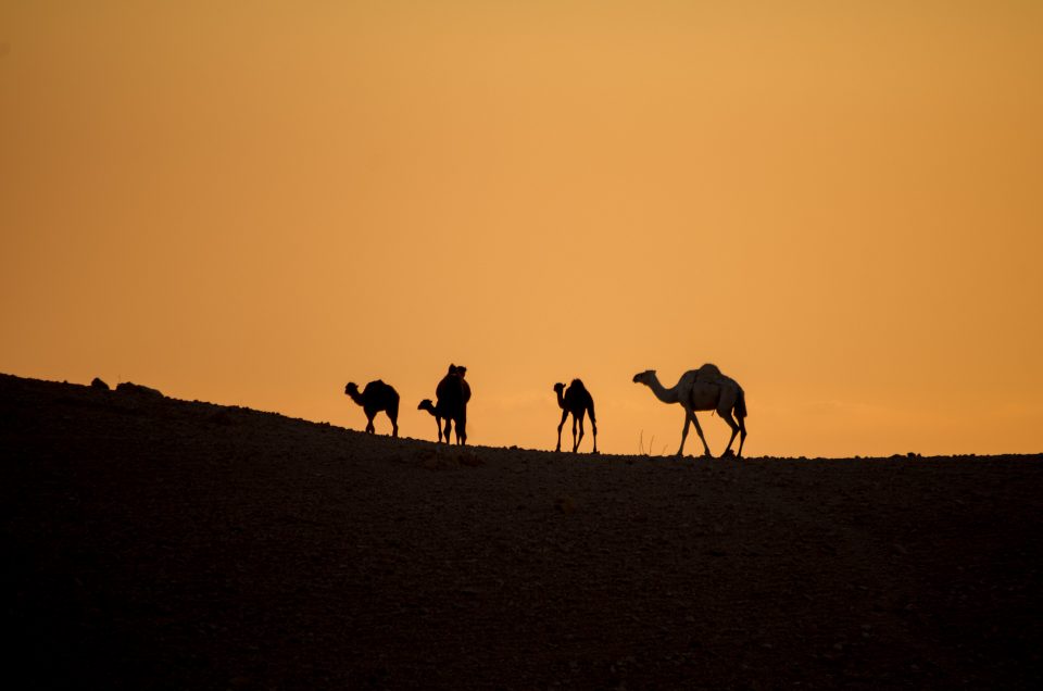 La Jordanie #2 – Préjugés et Découvertes