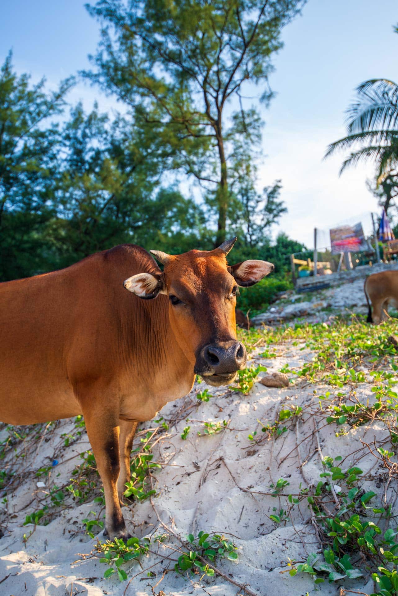 vache plage sai wan