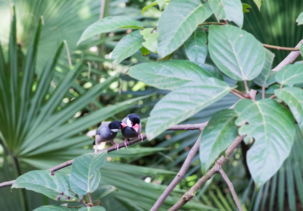 Parc zoologique Hong Kong