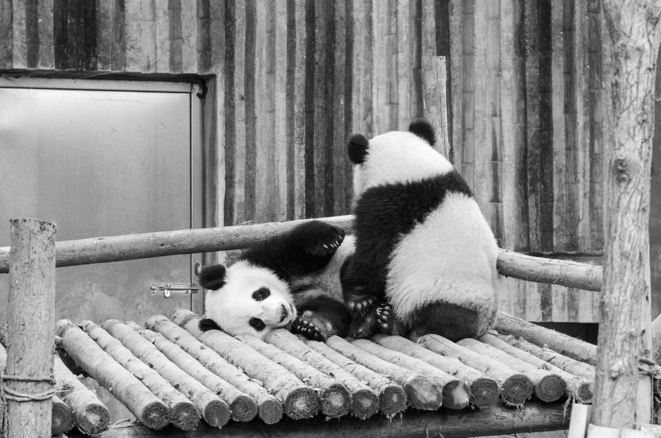 Sichuan : Chengdu et ses pandas