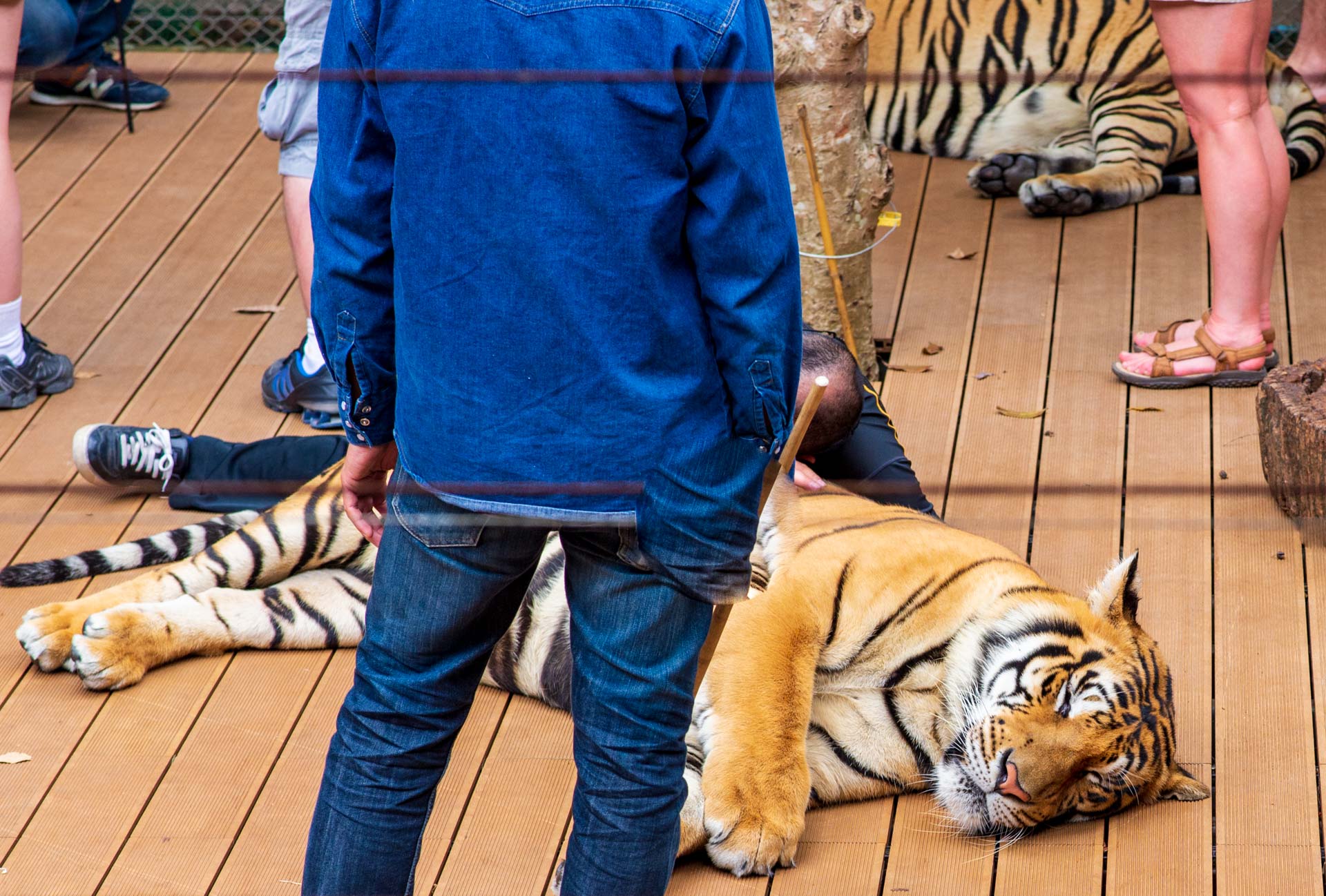 caresser les tigres thaïlande