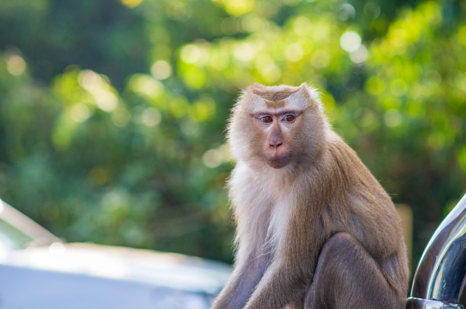 Visite du parc national de Khao Yai