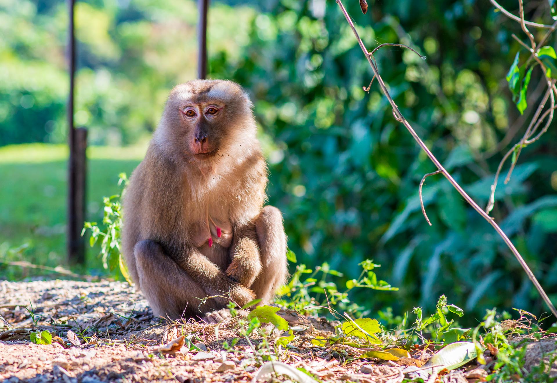 Parc Khao yai thailande