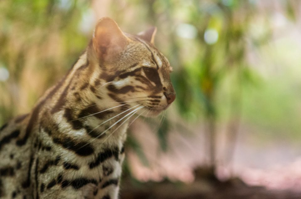 Un après-midi au zoo de Singapour