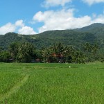 rizières camiguin