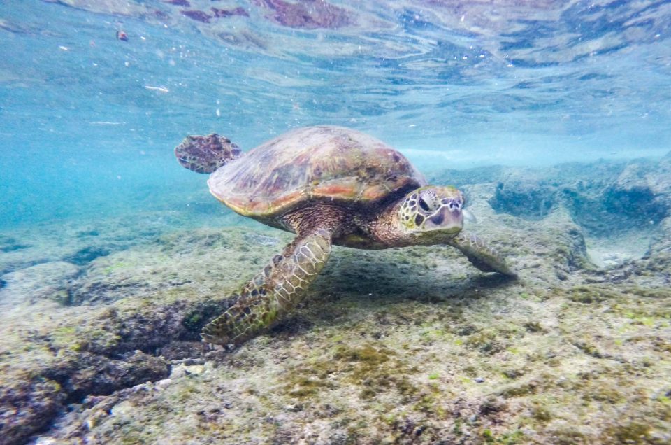 Philippines : Nager avec des tortues à Apo Island