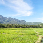 rizières camiguin