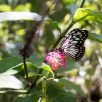 Butterfly garden Siquijor