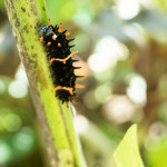 Butterfly garden Siquijor