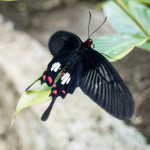 Butterfly garden Siquijor