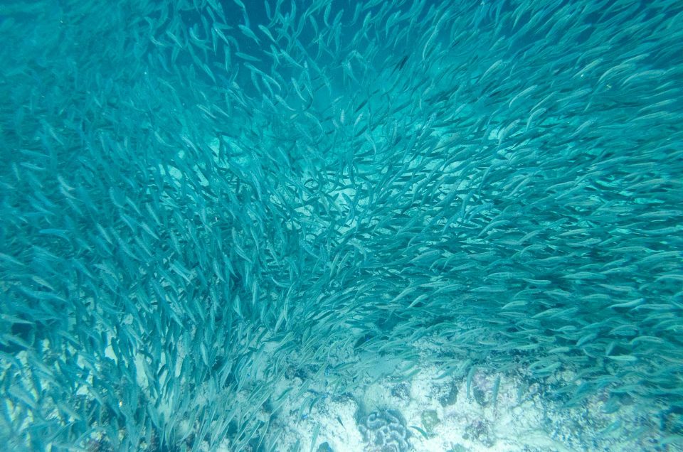 48h à Moalboal : sardines & canyoning