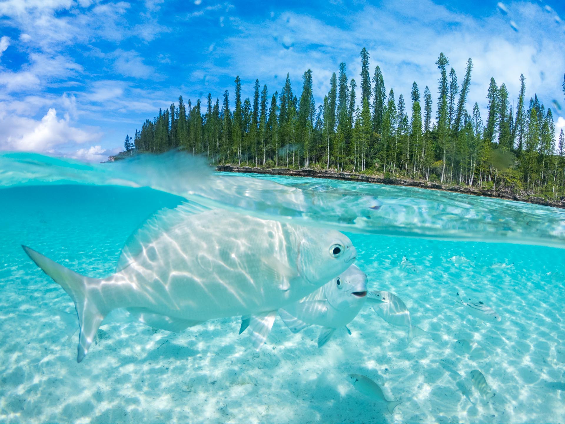 piscine naturelle ile des pins