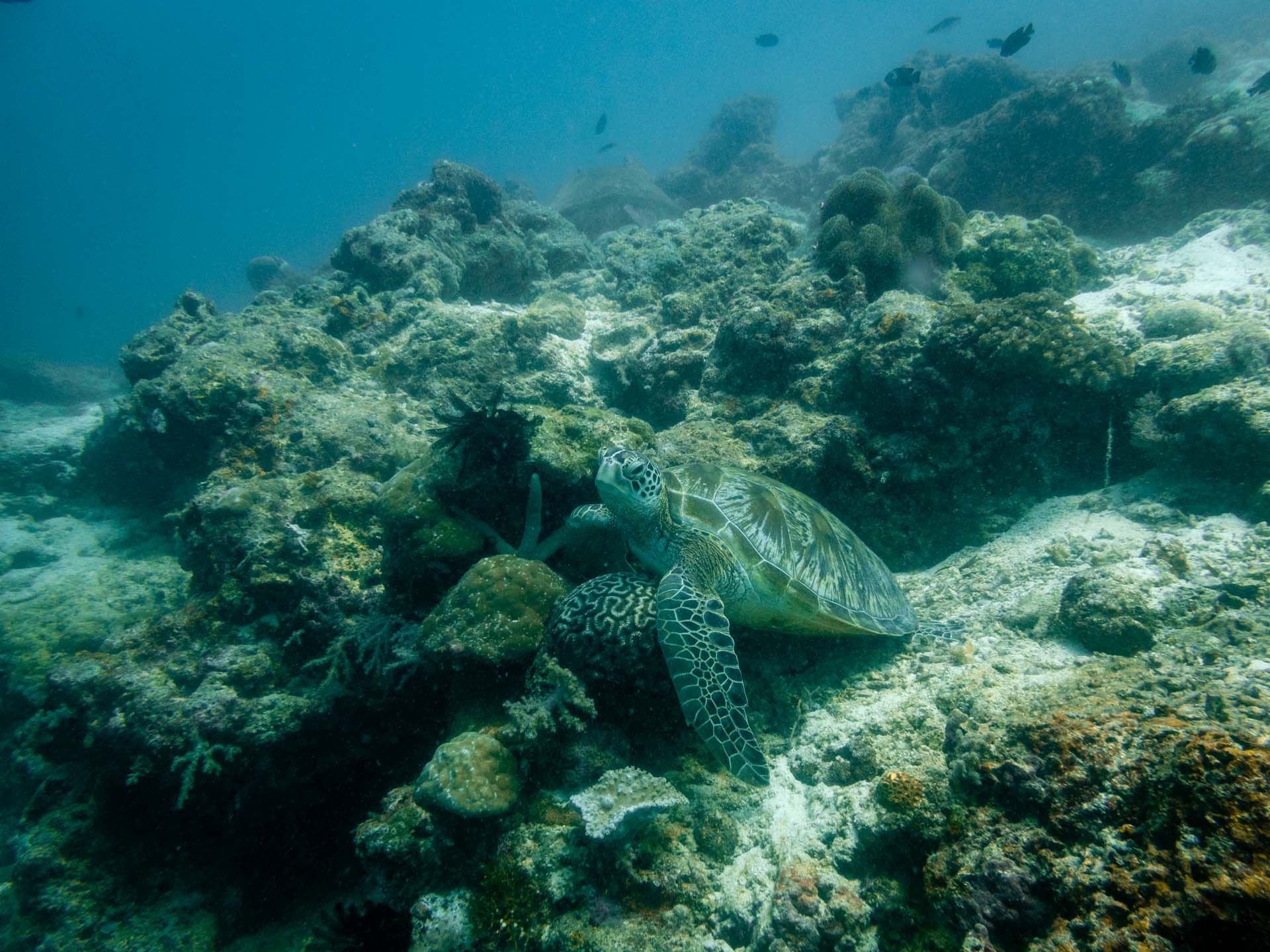 tortue plongée camiguin