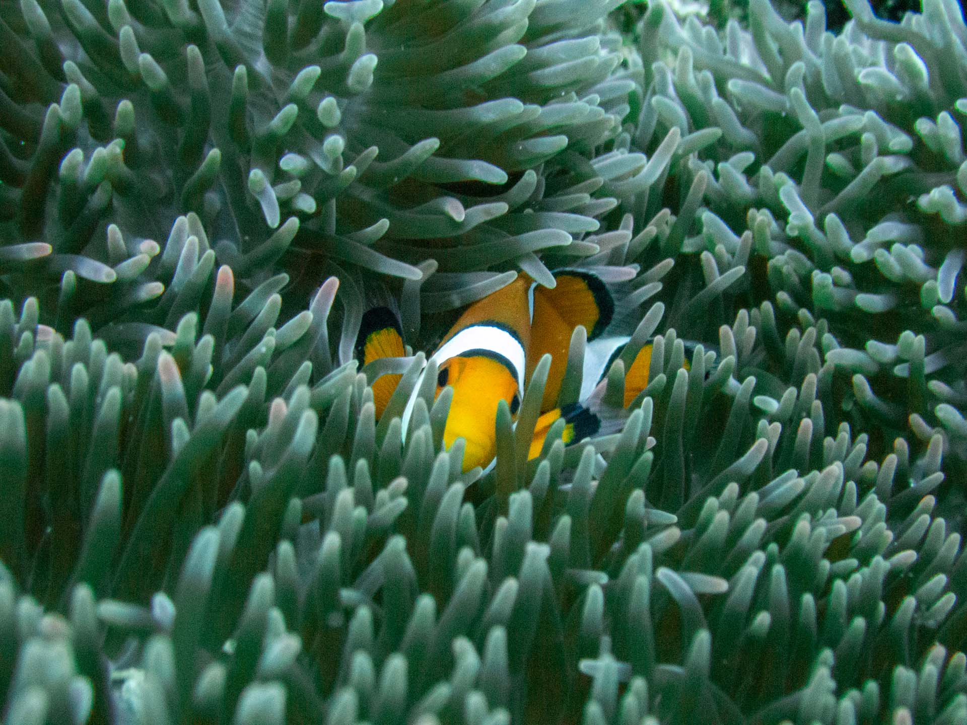 poisson clown plonger camiguin