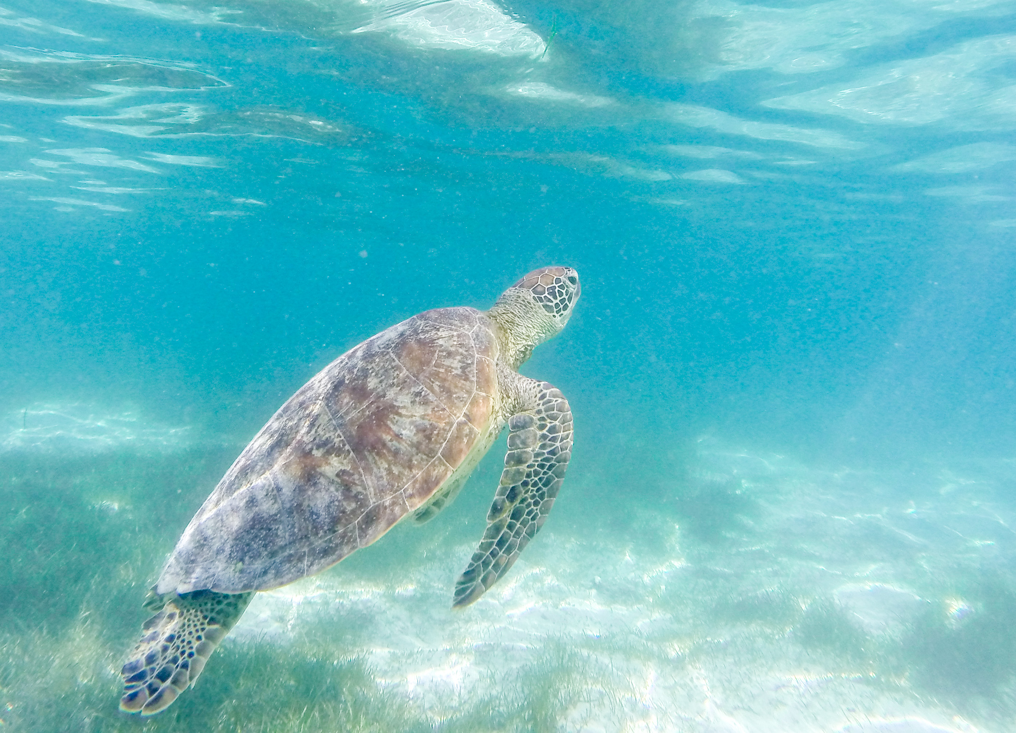 tortue phare amédée