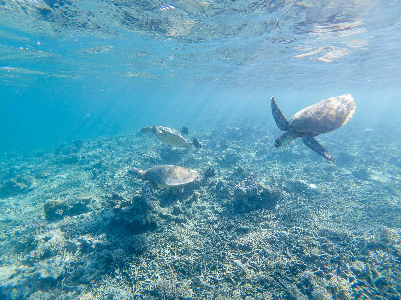 Tortue Nouvelle-Calédonie