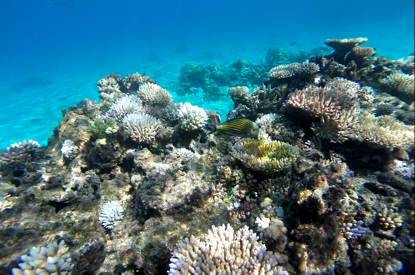 Baie de Jinek lifou