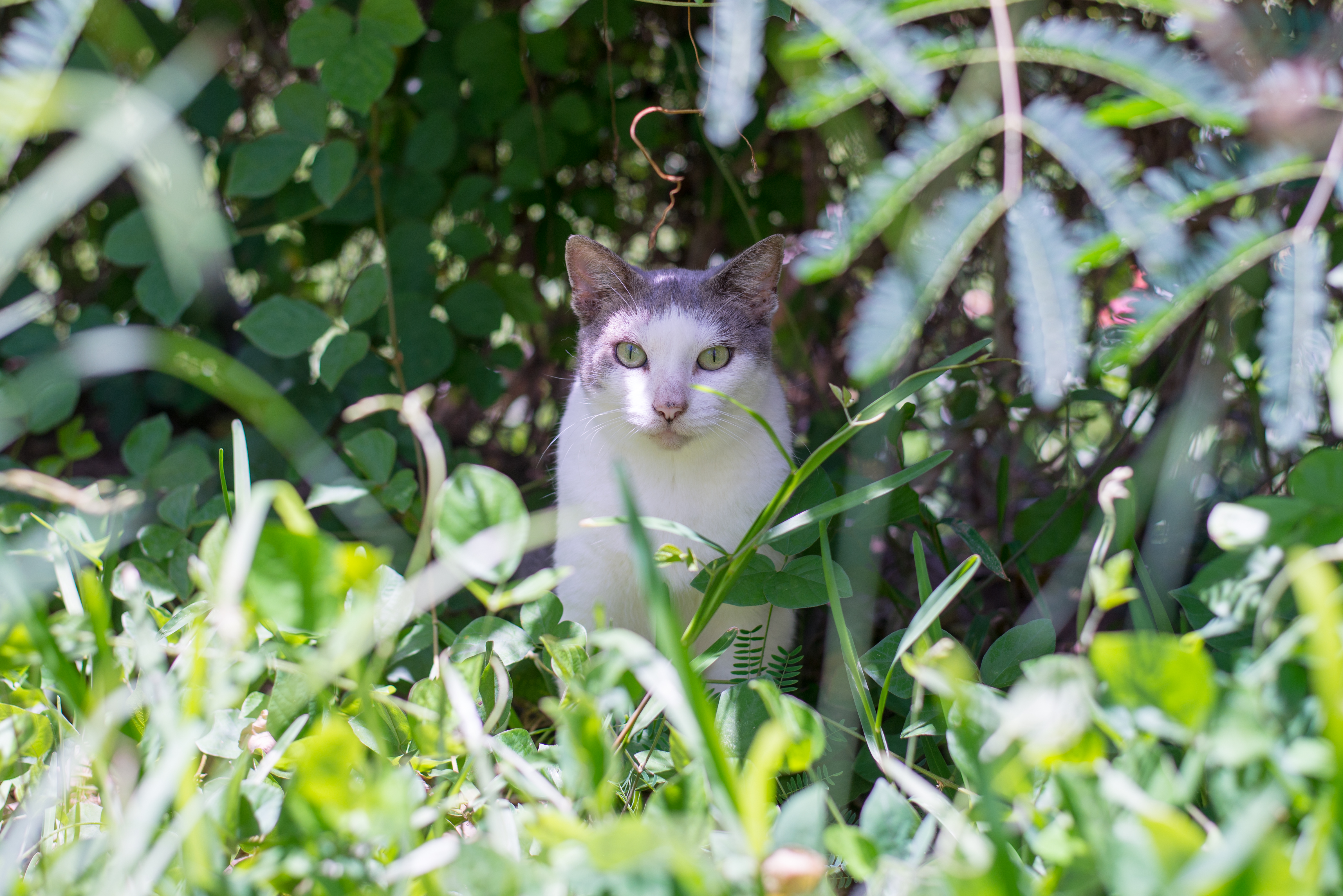 Famille accueil animaux