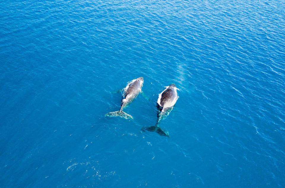 Observer les baleines à bosse en Nouvelle-Calédonie