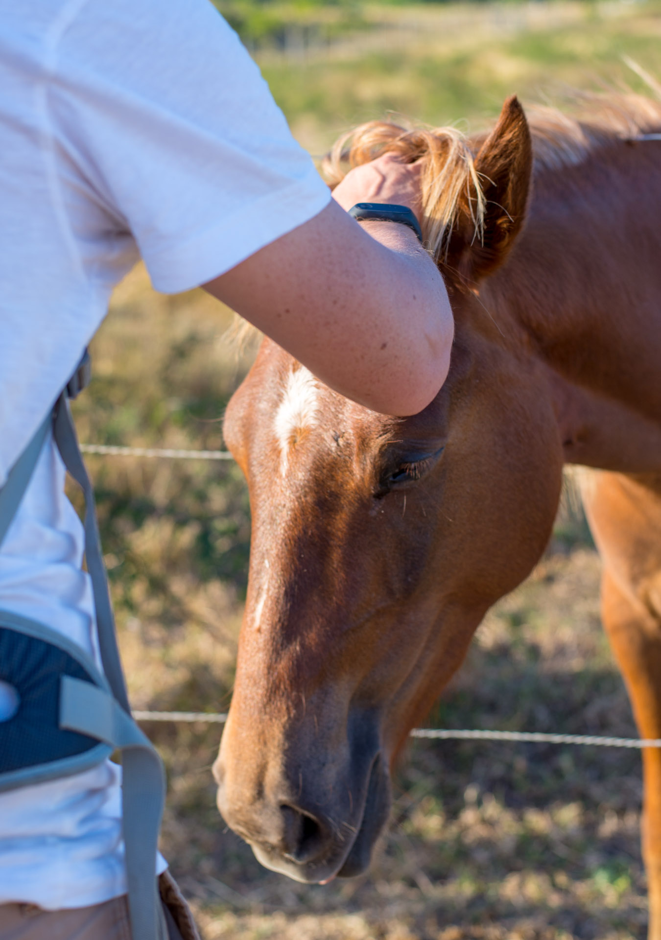 chevaux deva