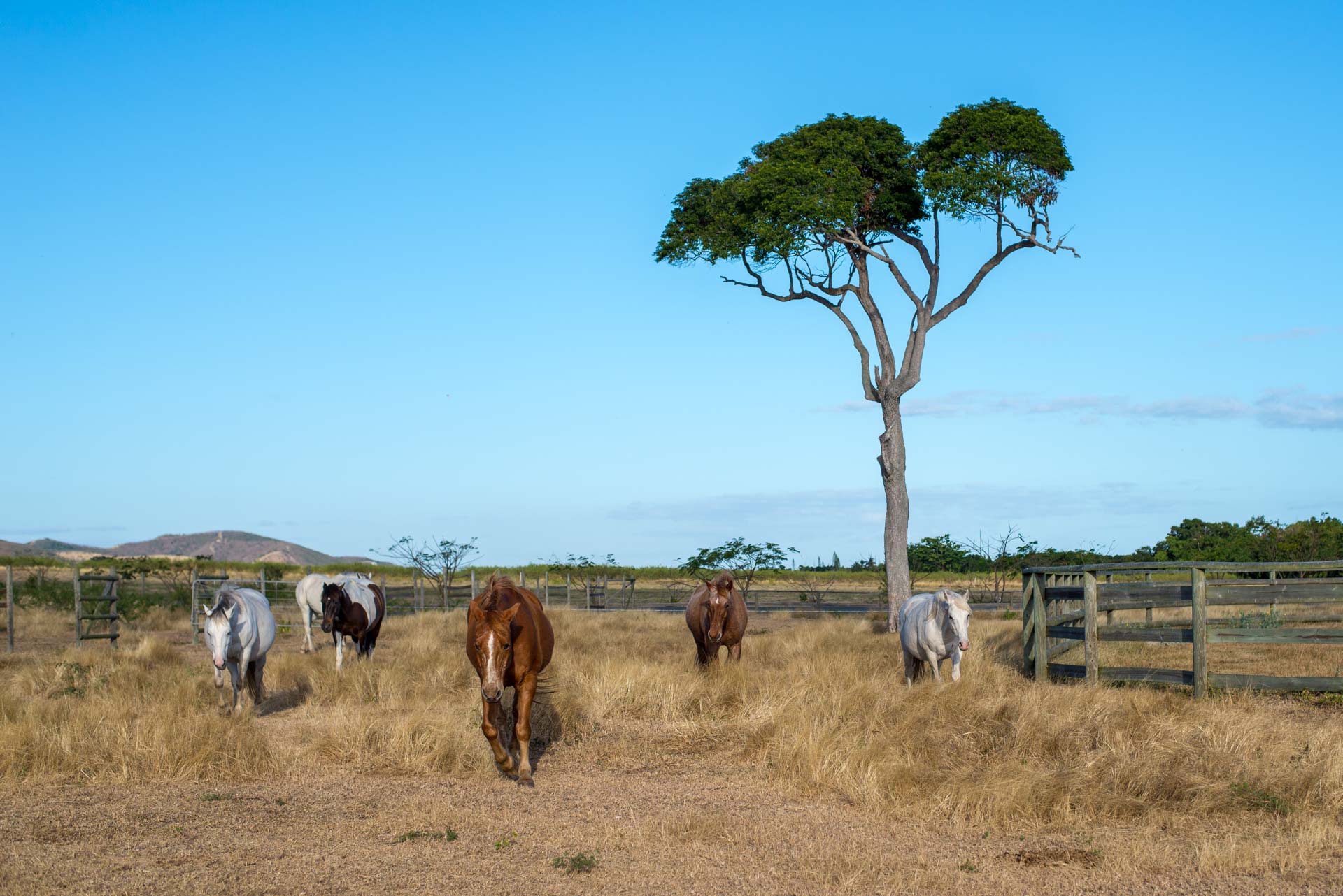 Chevaux Deva ranch carré 9