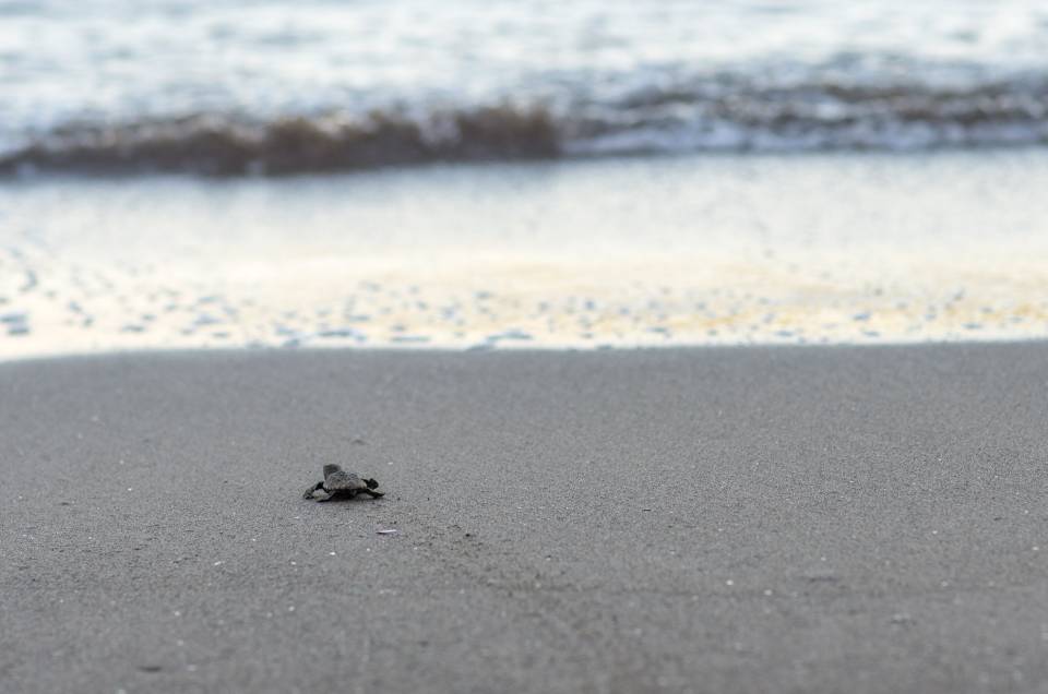 Turtle Watching à Poé : observer sans déranger