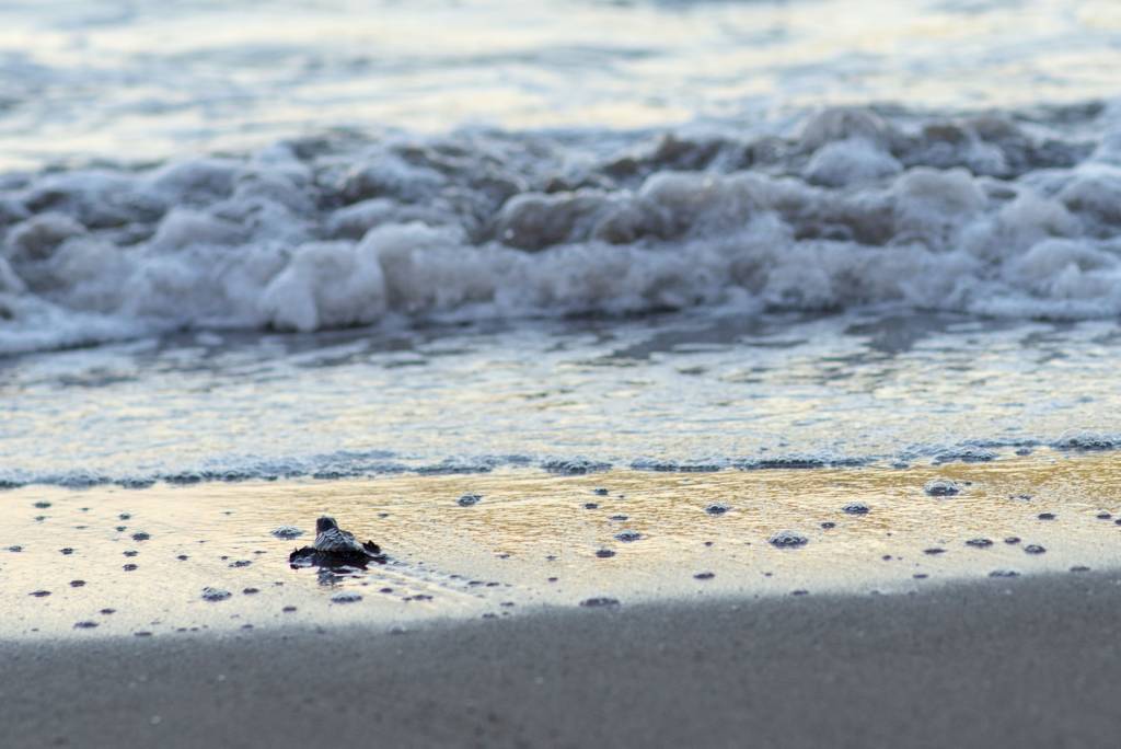 Observer les tortues Poé