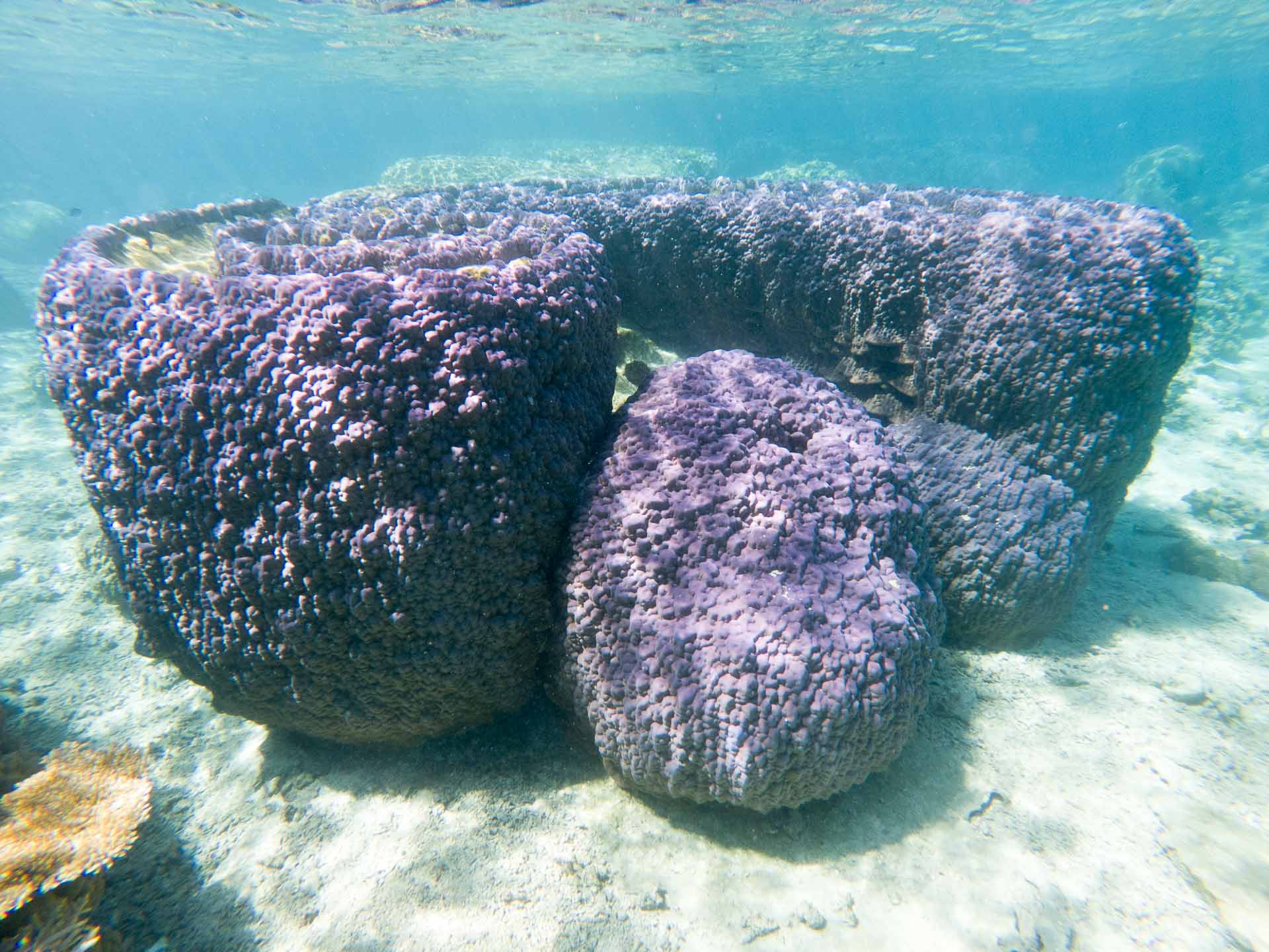 lagon de poé corail