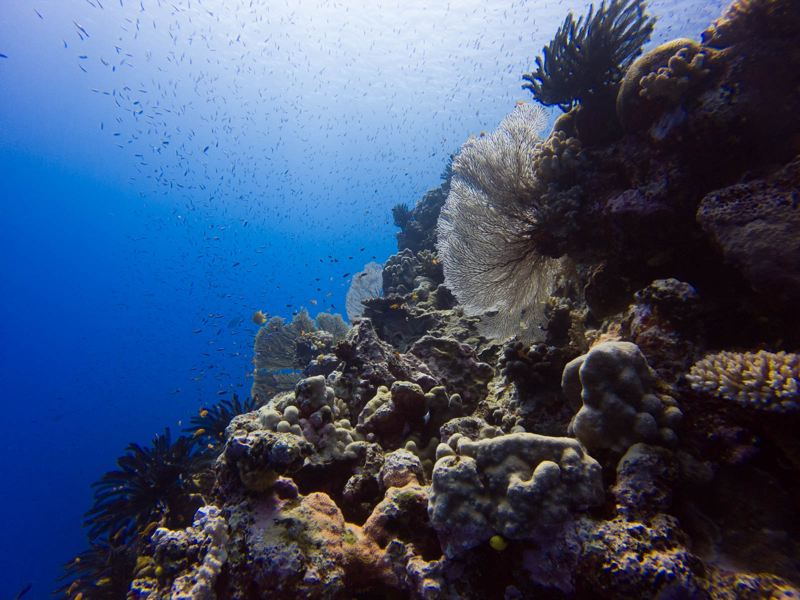 plonger à lifou