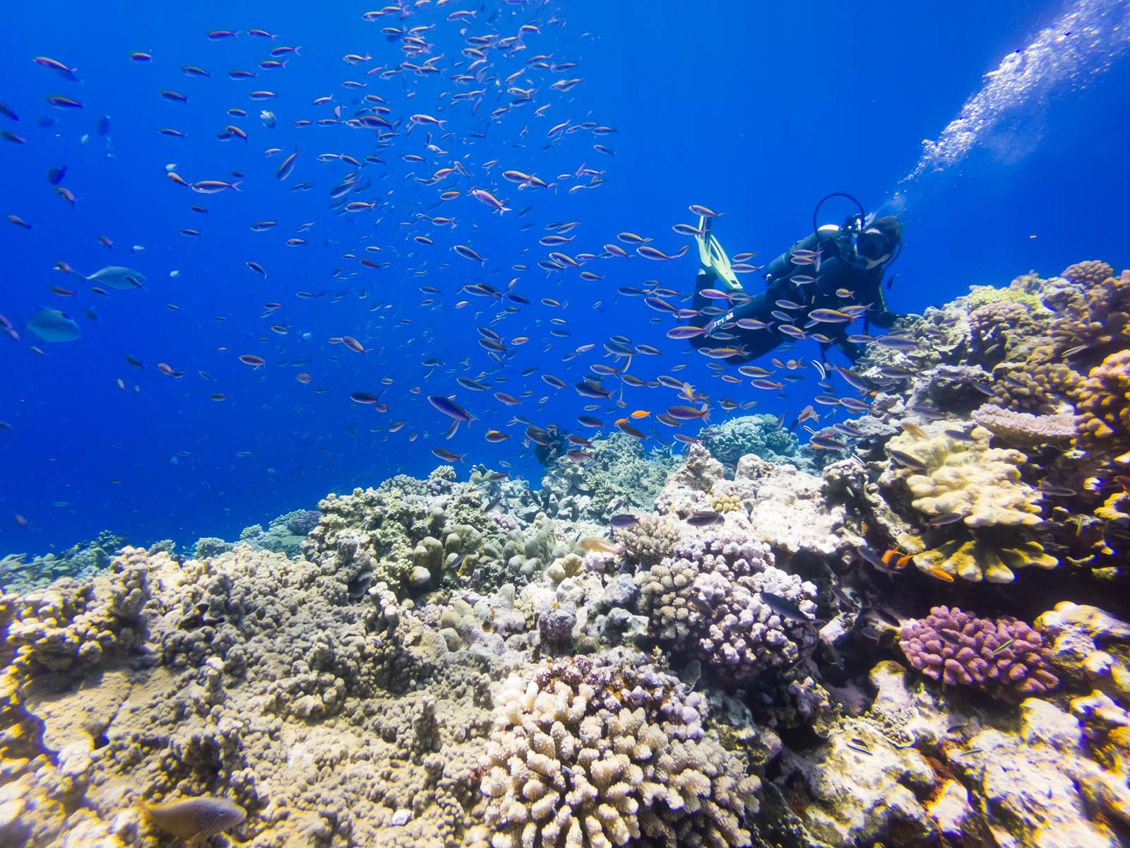 plonger à lifou