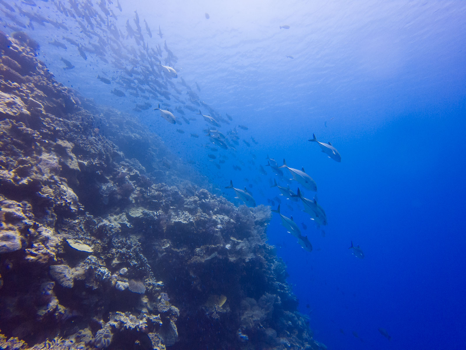 tombant lifou