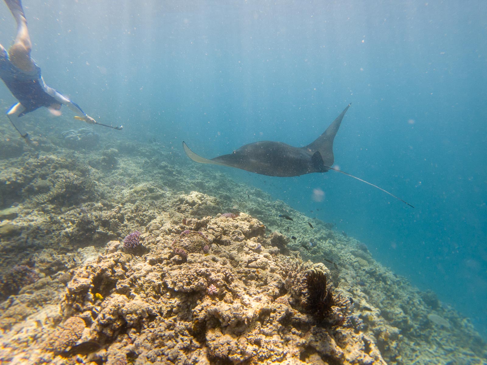 raie manta excursion ile des pins