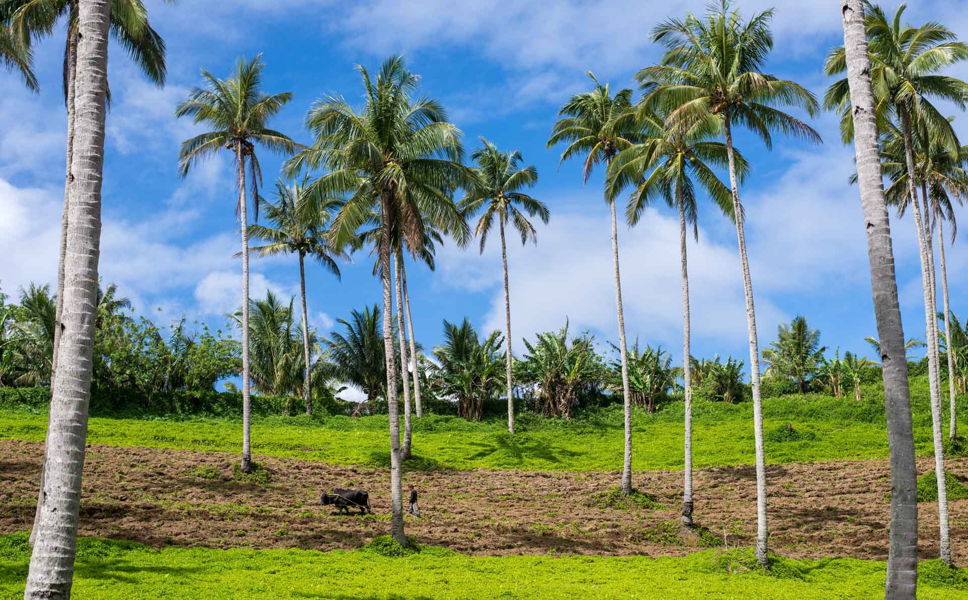 cocotier camiguin philippines