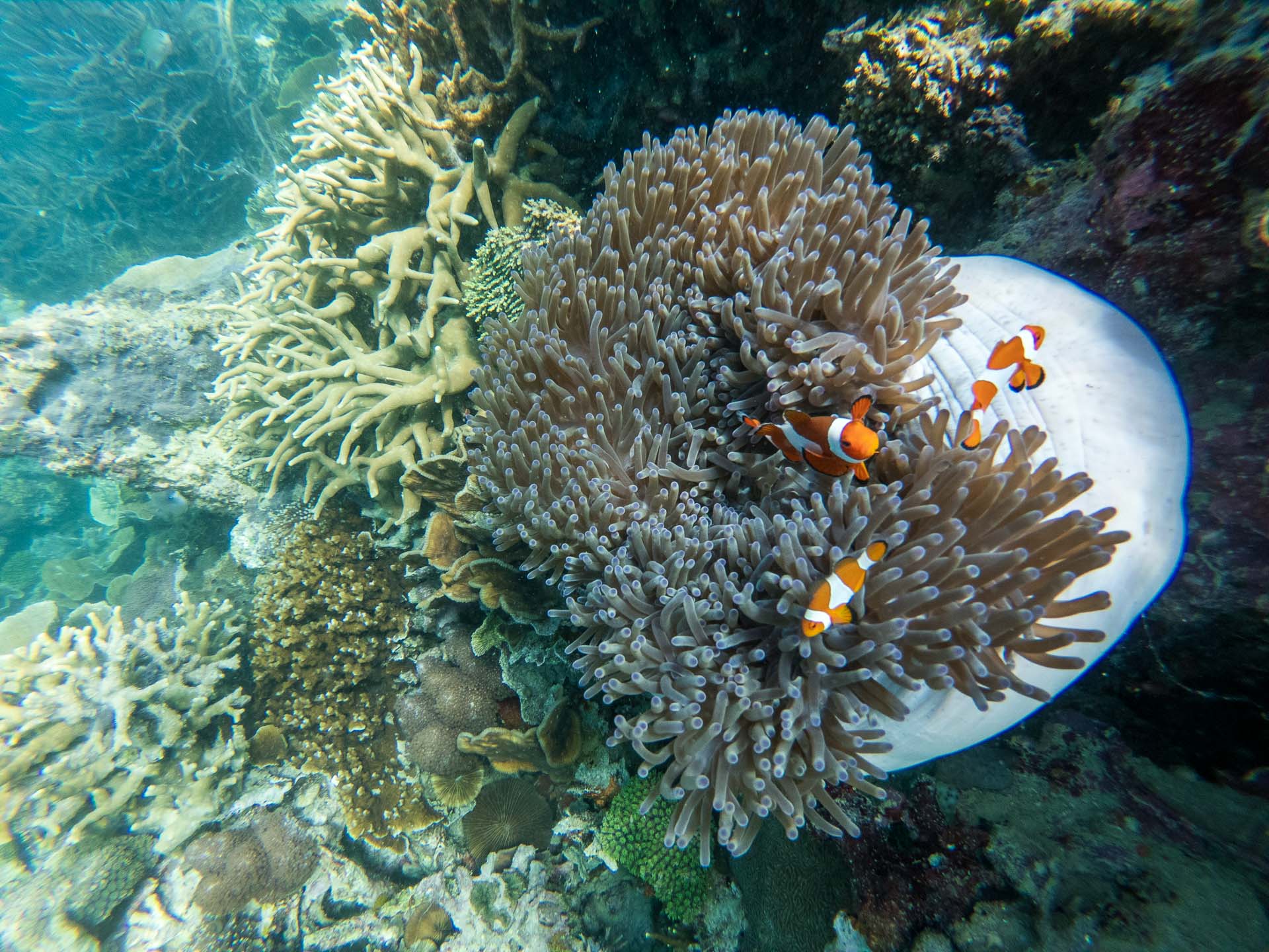 poisson clown coron