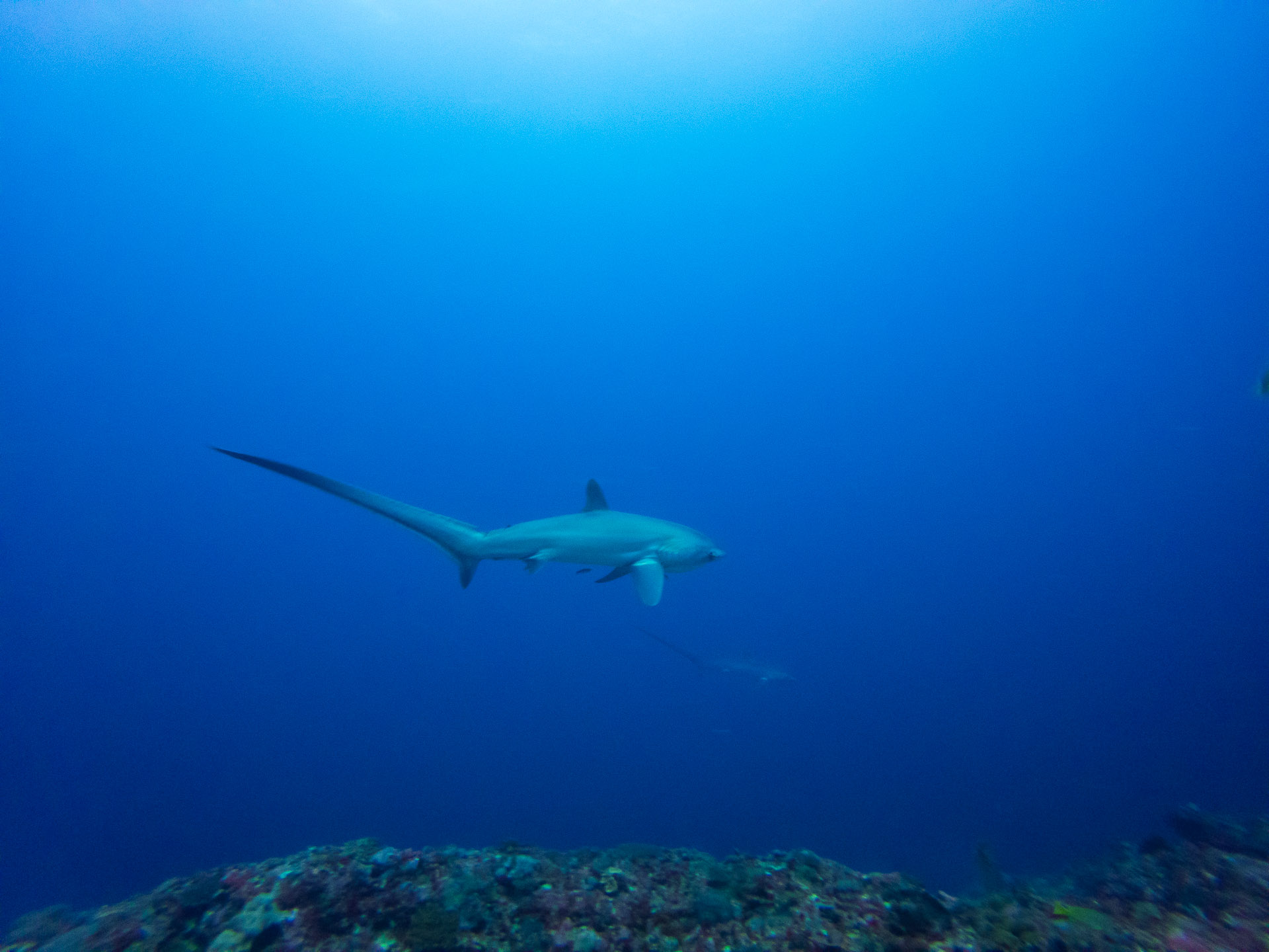 malapascua requin renard