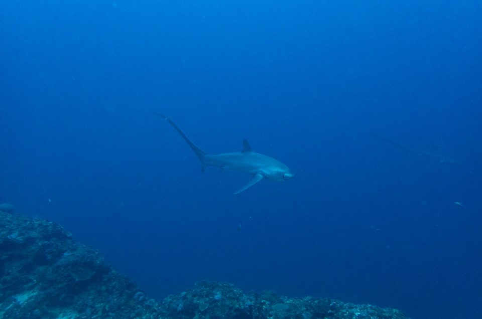 Malapascua : Plonger avec les requins-renard