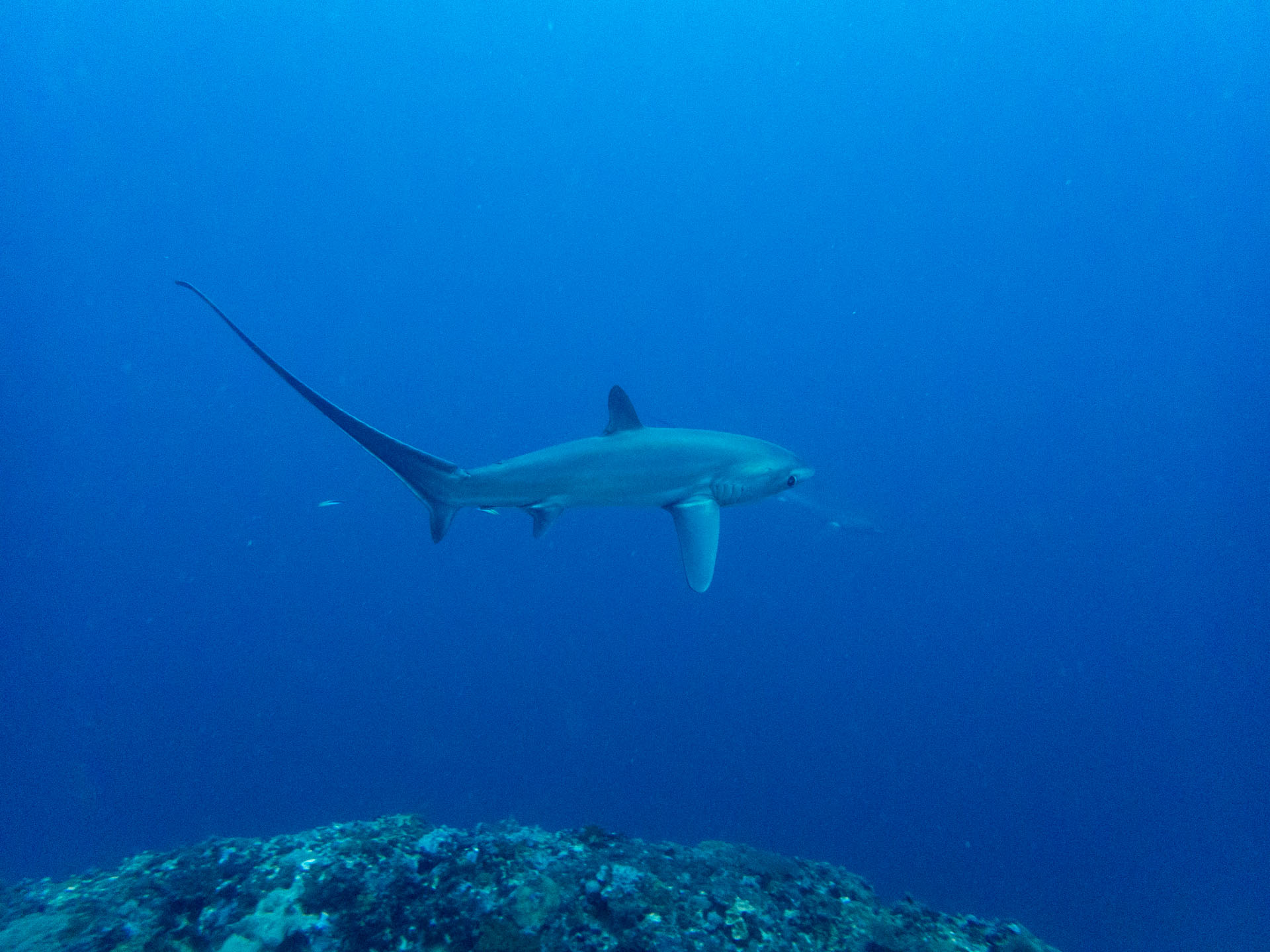 requin renard philippines