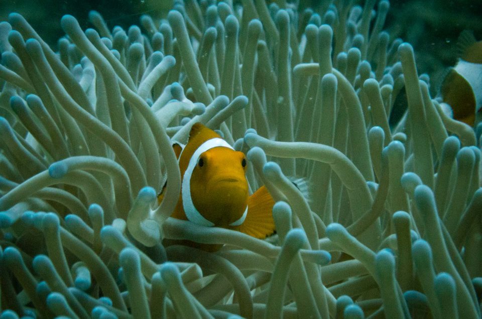 poisson clown coron