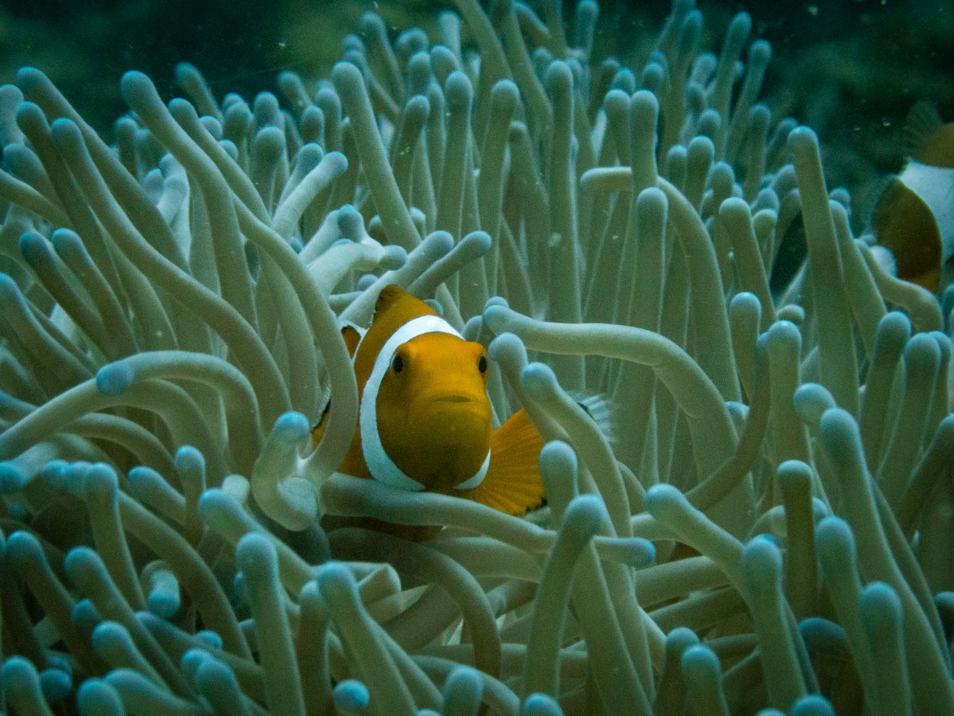 poisson clown coron