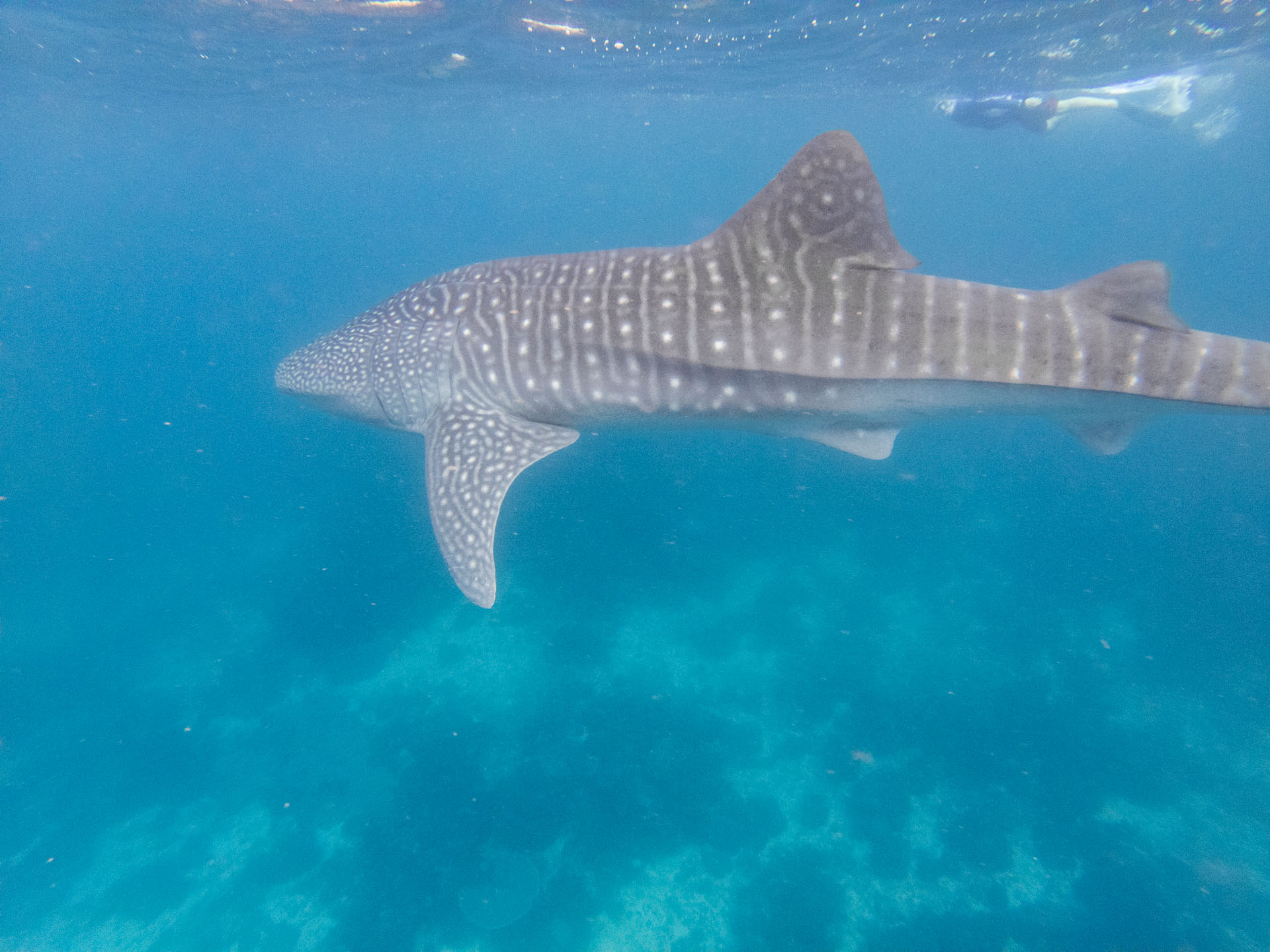 requins baleines Philippines