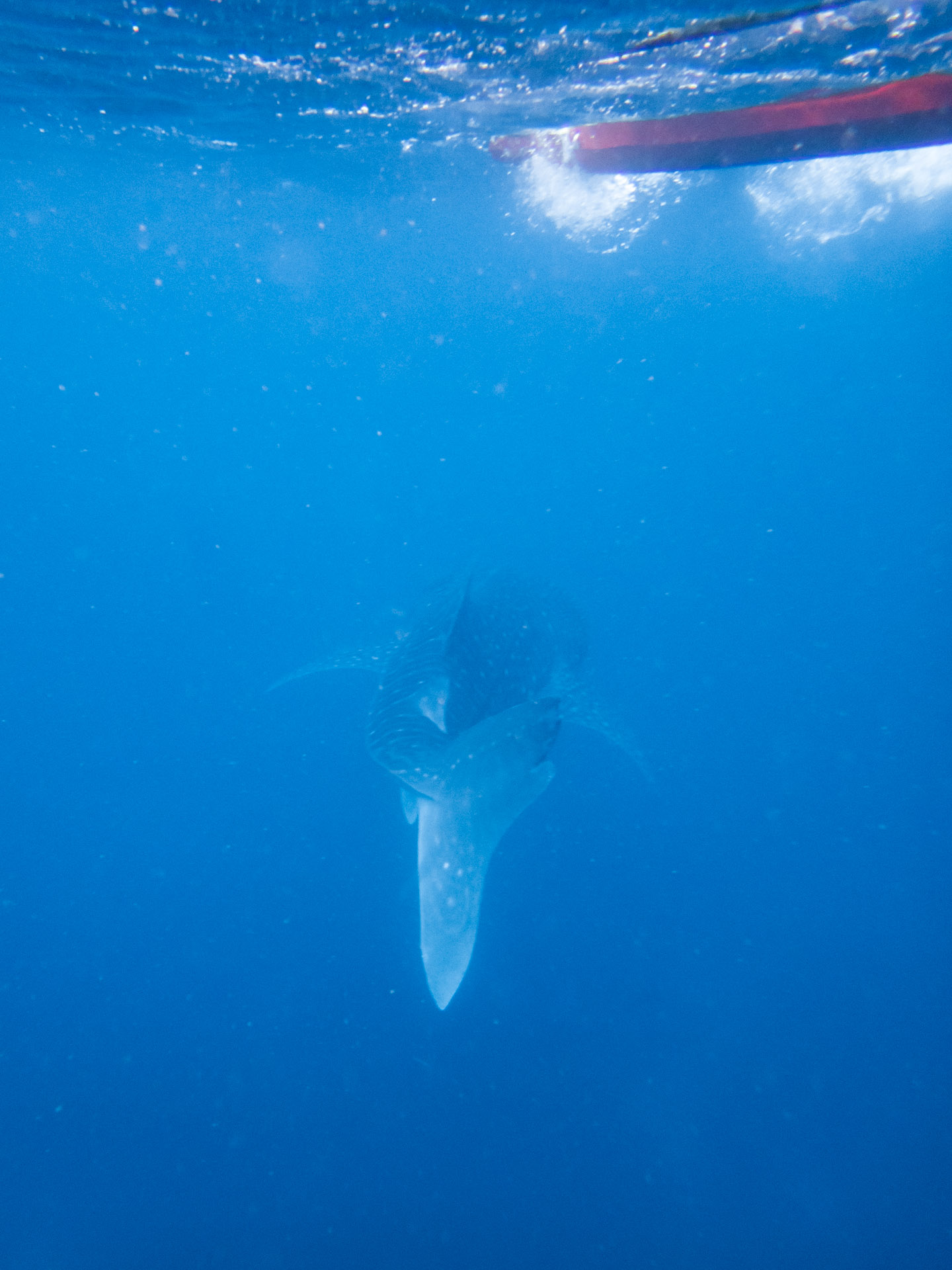 Requins Baleines Philippines