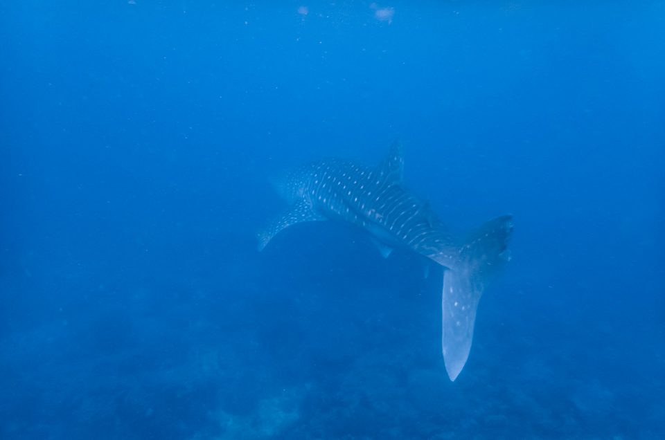 Rencontre avec les requins-baleines aux Philippines