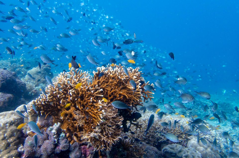 Padre Burgos : plongée et snorkeling