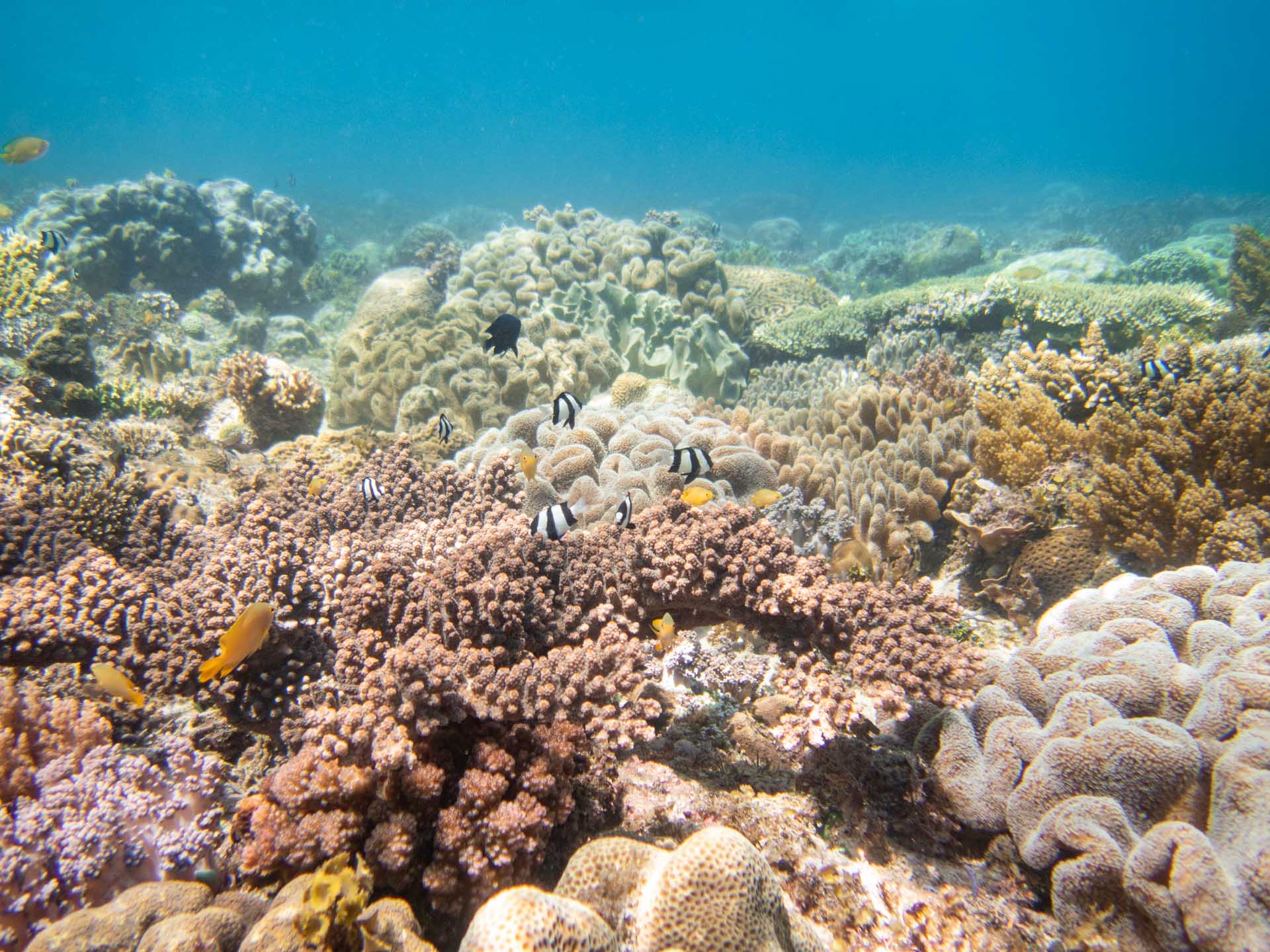 snorkeling padre burgos