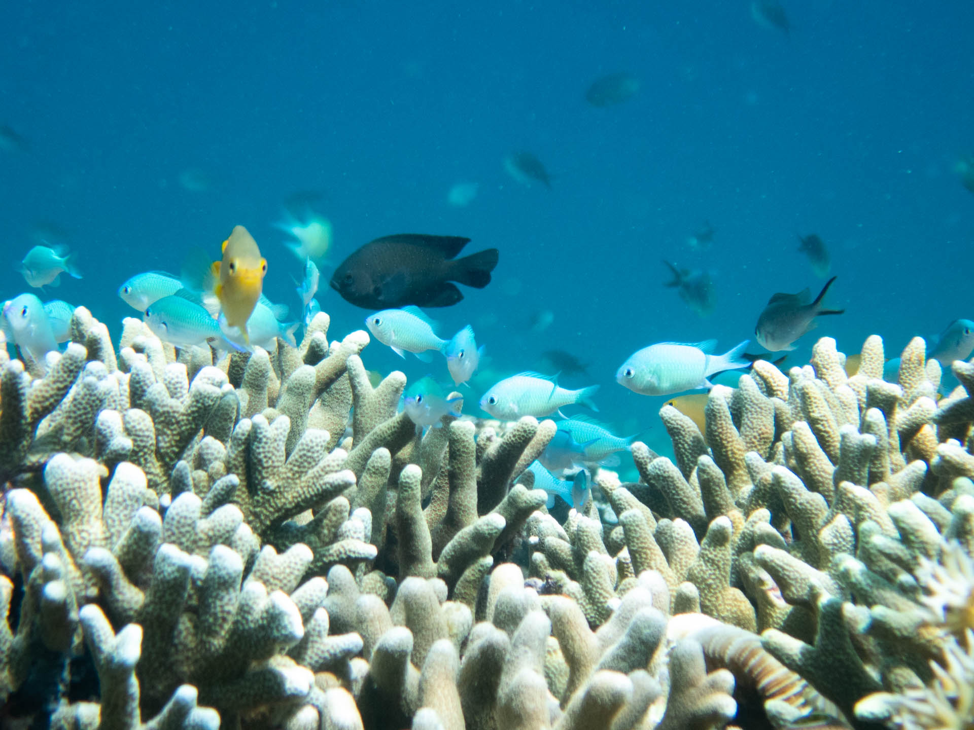 Snorkeling Padre burgos