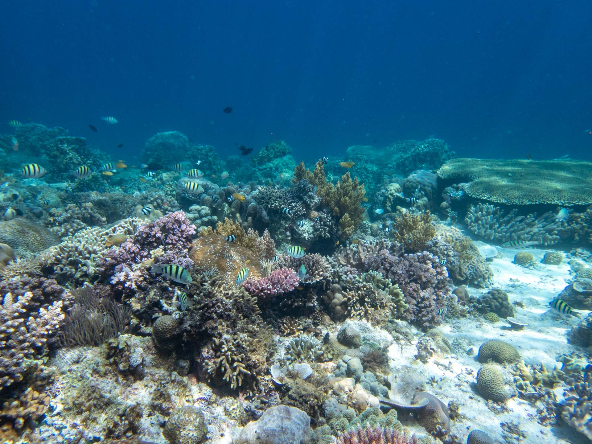 snorkeling Padre Burgos