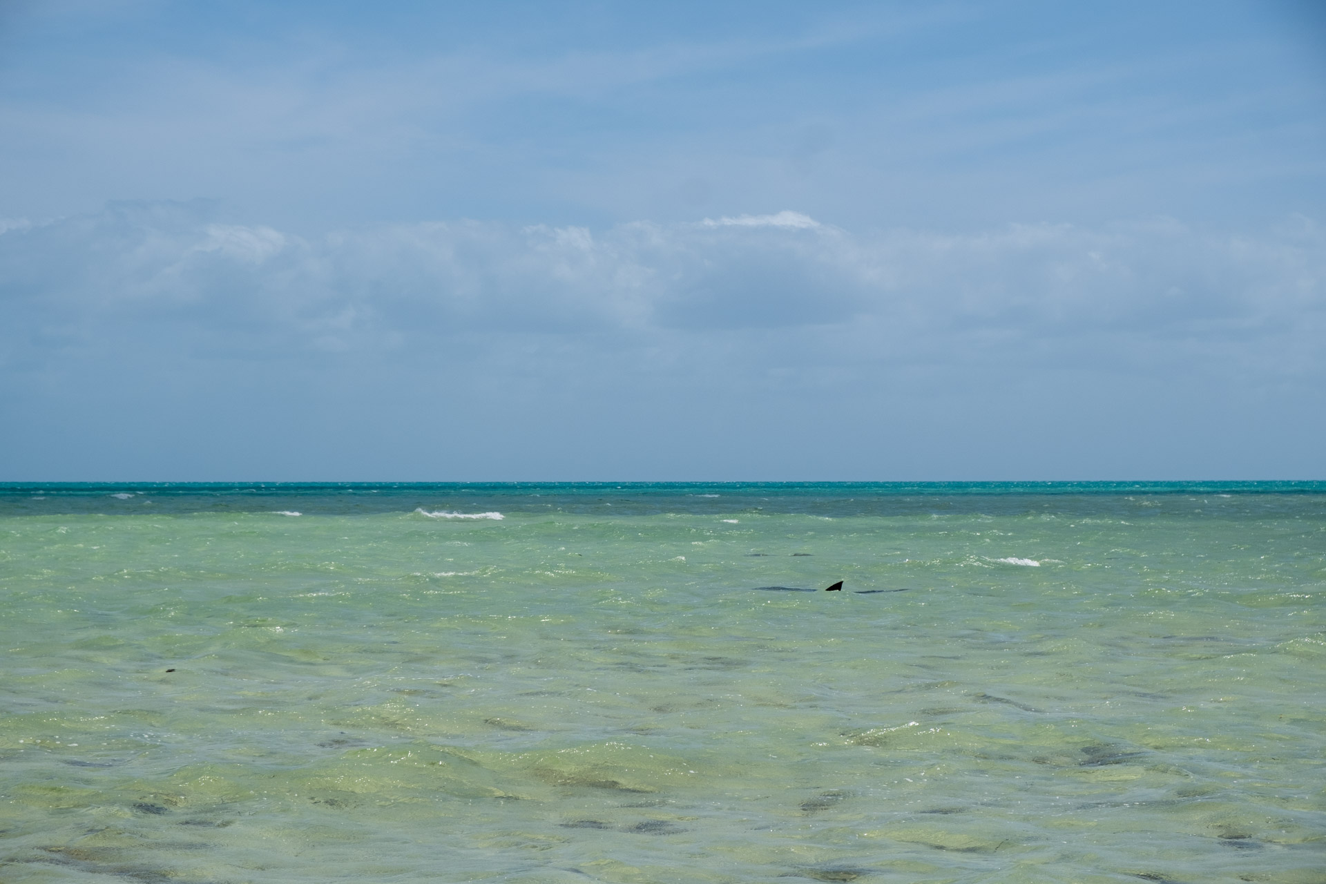 nurserie aux requins ouvéa