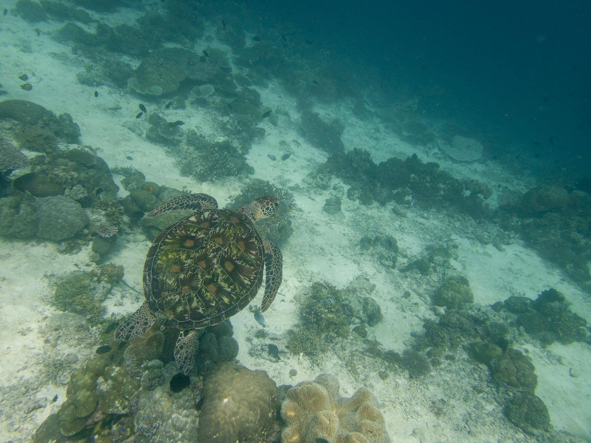 snorkeling Padre Burgos