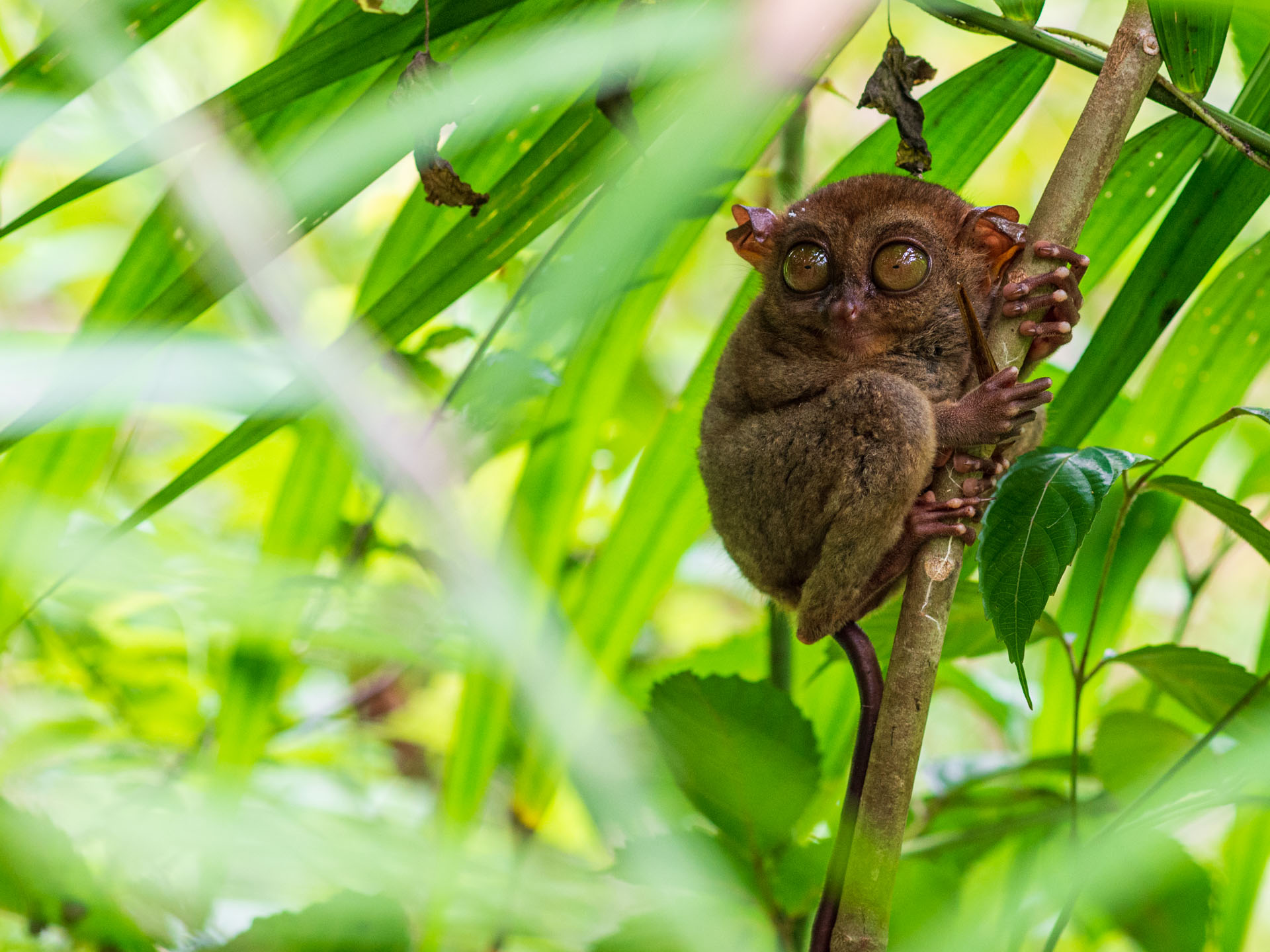 BBohol Philippines tarsier