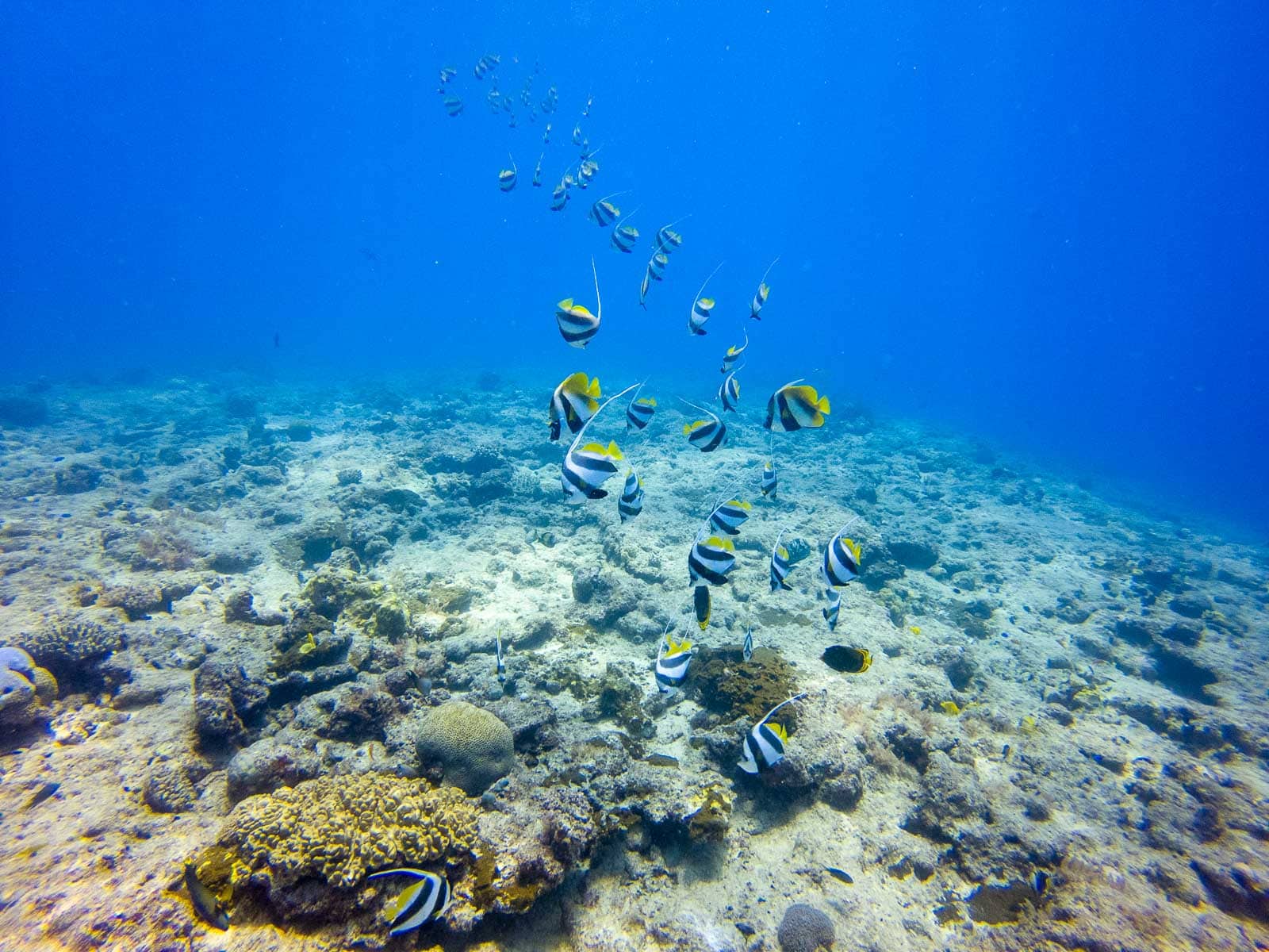 Plonger à l'ile des pins